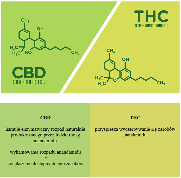 cbd-a-thc-w-układzie-endokannabinoidowym-1
