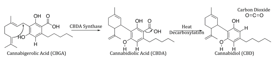 cbg cbda cbd - synteza kannabidiolu