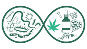 Olej CBD na bakterie i superbakterie?